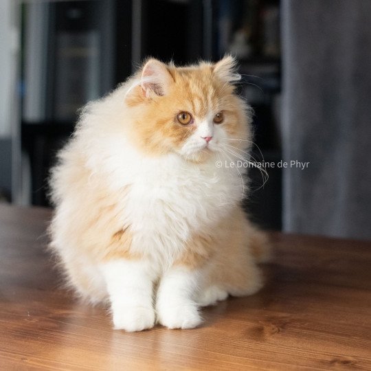 chat British Longhair red bicolor Kalinka Chatterie Le Domaine de Phyr red bicolor