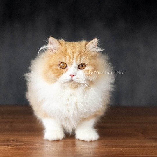 chat British Longhair red bicolor Kalinka Chatterie Le Domaine de Phyr red bicolor