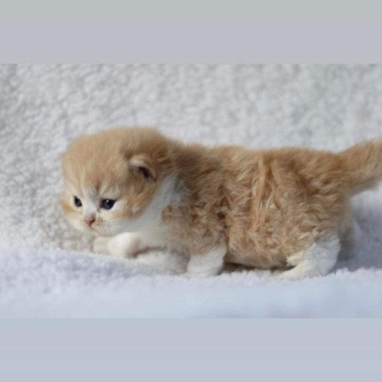chat British Longhair red bicolor Kalinka Chatterie Le Domaine de Phyr red bicolor