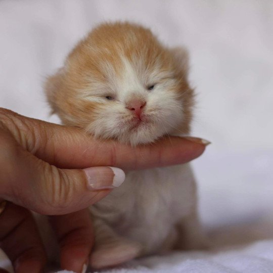 chat British Longhair red bicolor Kalinka Chatterie Le Domaine de Phyr red bicolor