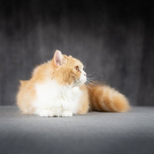 chat British Longhair red bicolor Kalinka Chatterie Le Domaine de Phyr red bicolor