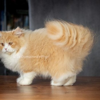 Kalinka Femelle British Longhair
