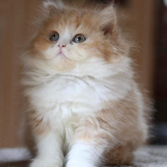 chat British Longhair red bicolor Kalinka Chatterie Le Domaine de Phyr red bicolor