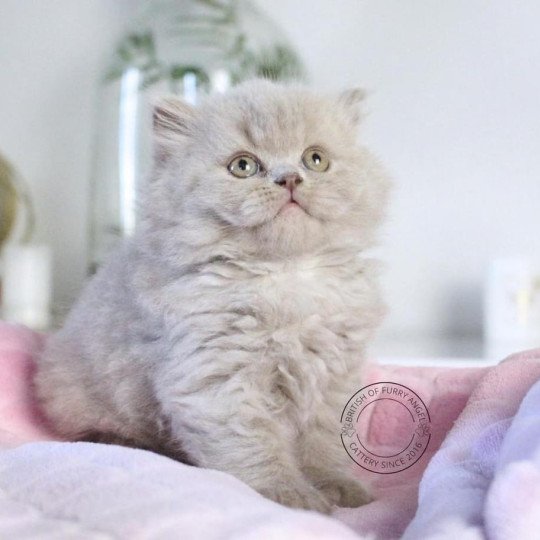 chat British Longhair lilac Winter Dream Chatterie Le Domaine de Phyr lilac 