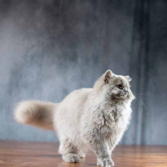 chat British Longhair lilac Winter Dream Chatterie Le Domaine de Phyr lilac 