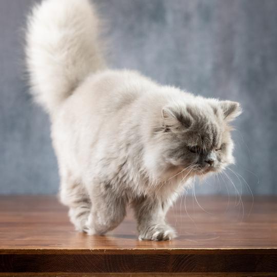chat British Longhair lilac Winter Dream Chatterie Le Domaine de Phyr lilac 