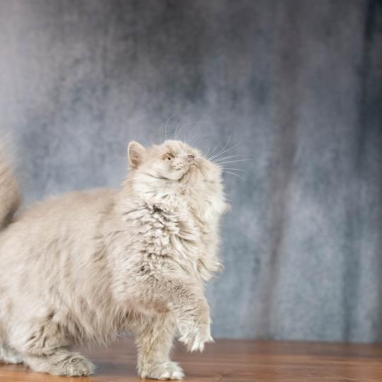 chat British Longhair lilac Winter Dream Chatterie Le Domaine de Phyr lilac 
