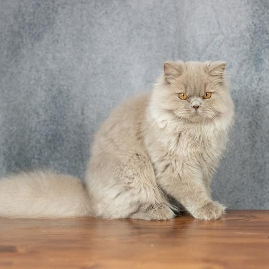 chat British Longhair lilac Winter Dream Chatterie Le Domaine de Phyr lilac 