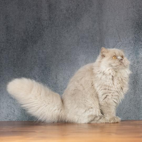 chat British Longhair lilac Winter Dream Chatterie Le Domaine de Phyr lilac 