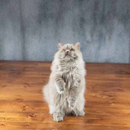chat British Longhair lilac Winter Dream Chatterie Le Domaine de Phyr lilac 
