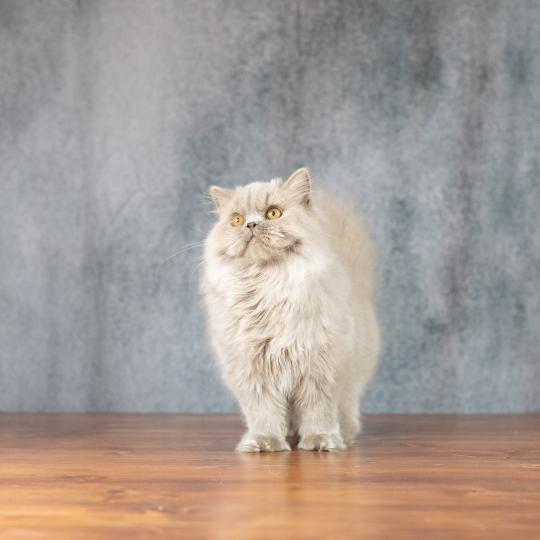 chat British Longhair lilac Winter Dream Chatterie Le Domaine de Phyr lilac 