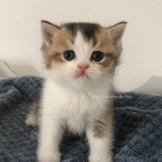 chaton British Shorthair black golden shaded bicolor Amour Chatterie Le Domaine de Phyr black golden shaded bicolor