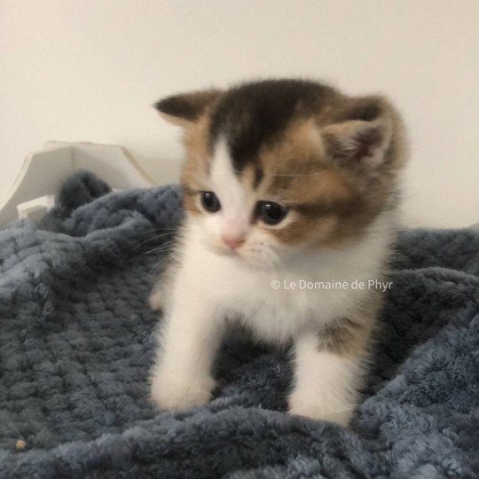 chaton British Shorthair black golden shaded bicolor Amour Chatterie Le Domaine de Phyr black golden shaded bicolor