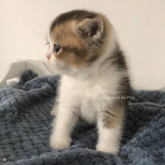 chaton British Shorthair black golden shaded bicolor Amour Chatterie Le Domaine de Phyr black golden shaded bicolor