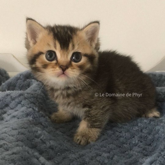 chaton British Shorthair black golden shaded Apollon Chatterie Le Domaine de Phyr black golden shaded