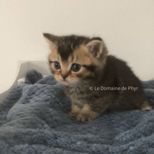 chaton British Shorthair black golden shaded Apollon Chatterie Le Domaine de Phyr black golden shaded