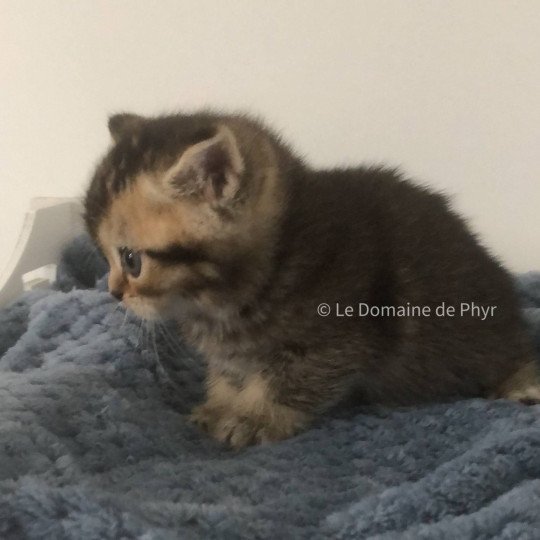 chaton British Shorthair black golden shaded Apollon Chatterie Le Domaine de Phyr black golden shaded