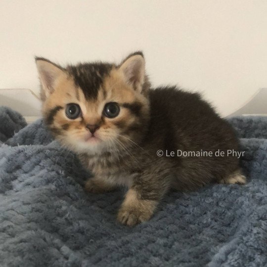 chaton British Shorthair black golden shaded Apollon Chatterie Le Domaine de Phyr black golden shaded