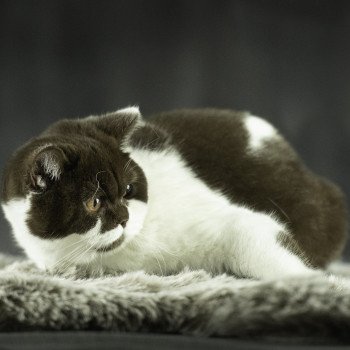 ARIA Femelle British Shorthair