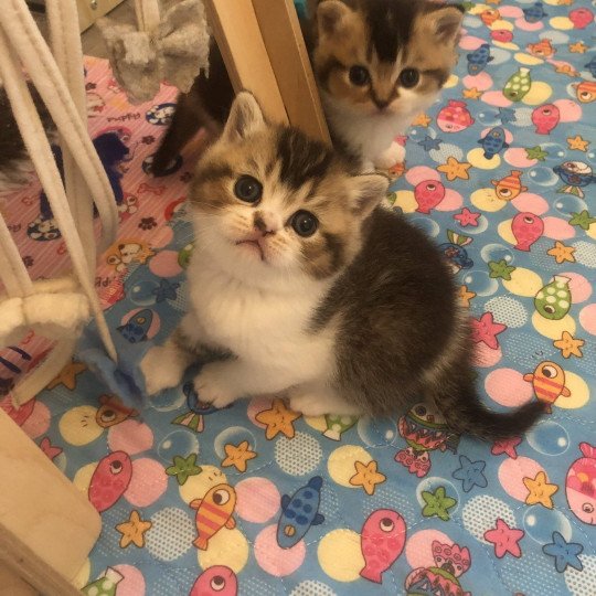 chaton British Shorthair black golden shaded bicolor Azalée Chatterie Le Domaine de Phyr black golden shaded bicolor