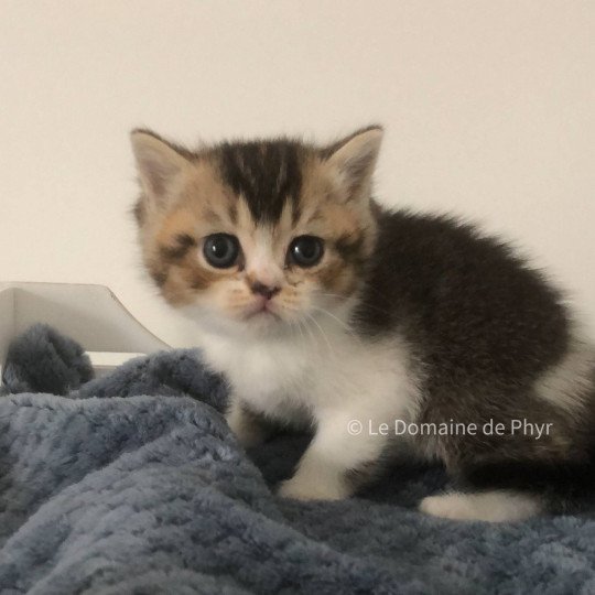 chaton British Shorthair black golden shaded bicolor Azalée Chatterie Le Domaine de Phyr black golden shaded bicolor