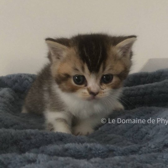 chaton British Shorthair black golden shaded bicolor Azalée Chatterie Le Domaine de Phyr black golden shaded bicolor