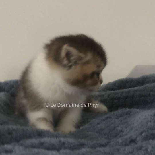 chaton British Shorthair black golden shaded bicolor Azalée Chatterie Le Domaine de Phyr black golden shaded bicolor