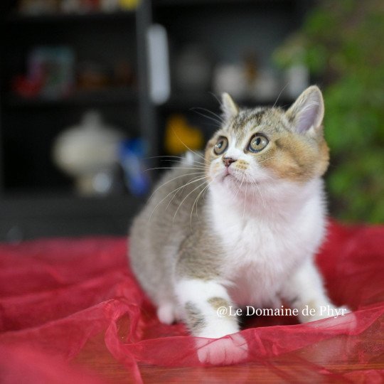 chaton British Shorthair black golden shaded bicolor Azalée Chatterie Le Domaine de Phyr black golden shaded bicolor