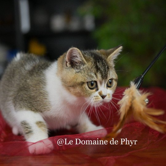 chaton British Shorthair black golden shaded bicolor Azalée Chatterie Le Domaine de Phyr black golden shaded bicolor