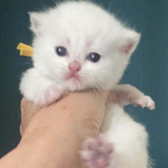 chaton British Shorthair golden point Balsamine Chatterie Le Domaine de Phyr blue golden point