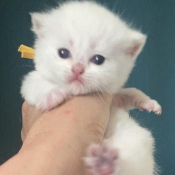 Balsamine Du Domaine de Phyr Femelle British Shorthair