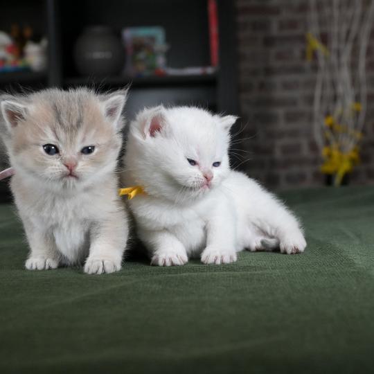 chaton British Shorthair blue golden point Balsamine Chatterie Le Domaine de Phyr blue golden point