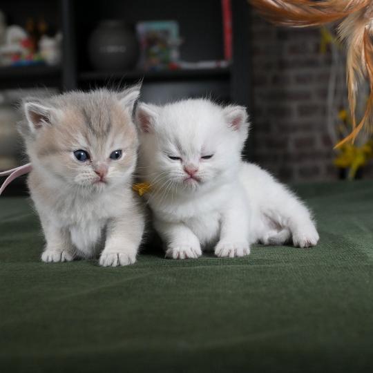 chaton British Shorthair blue golden point Balsamine Chatterie Le Domaine de Phyr blue golden point