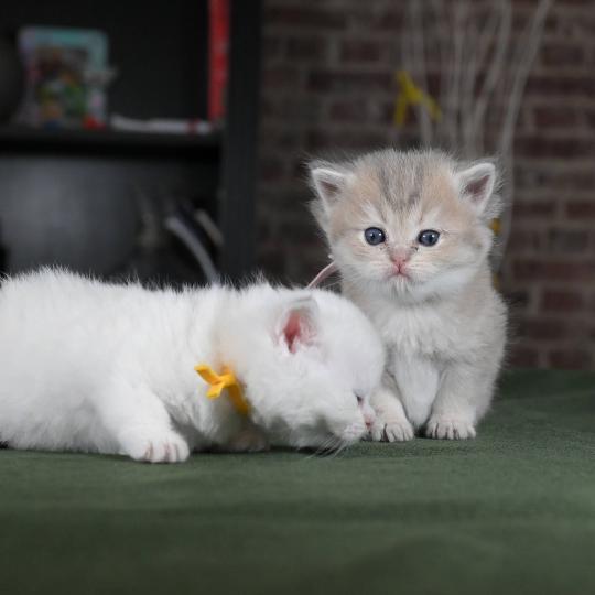 chaton British Shorthair blue golden point Balsamine Chatterie Le Domaine de Phyr blue golden point