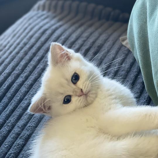 chaton British Shorthair blue golden point Balsamine Chatterie Le Domaine de Phyr blue golden point