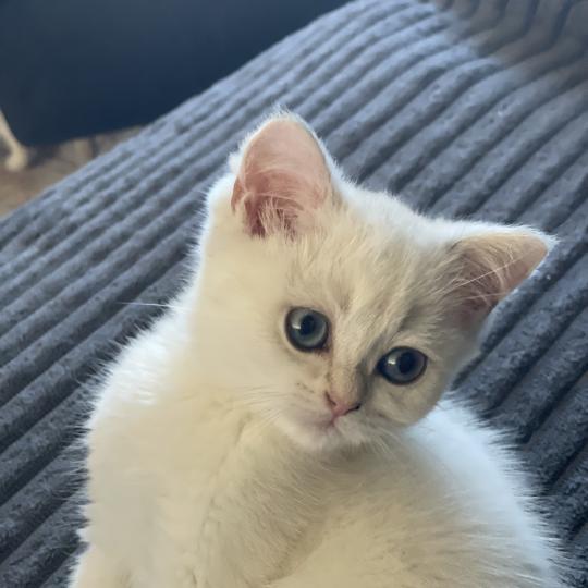 chaton British Shorthair blue golden point Balsamine Chatterie Le Domaine de Phyr blue golden point