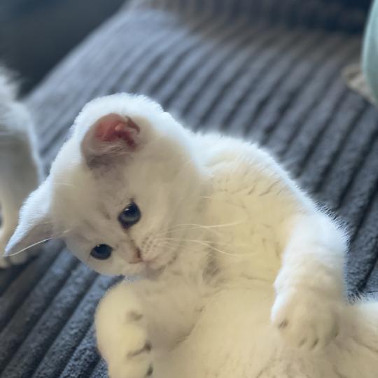chaton British Shorthair blue golden point Balsamine Chatterie Le Domaine de Phyr blue golden point