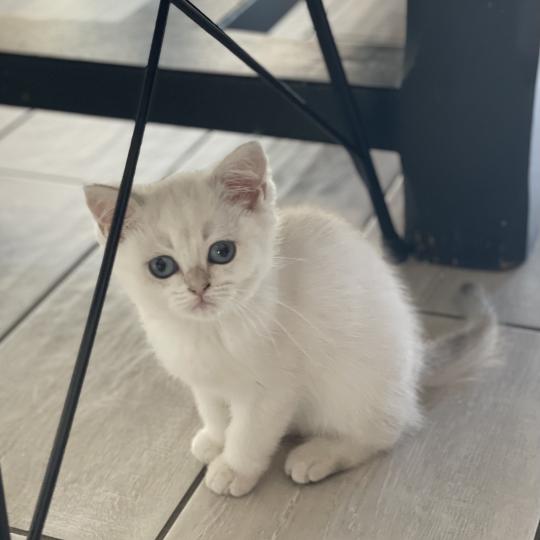 chaton British Shorthair blue golden point Balsamine Chatterie Le Domaine de Phyr blue golden point