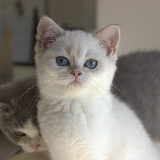 chaton British Shorthair blue golden point Balsamine Chatterie Le Domaine de Phyr blue golden point