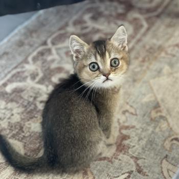 Béring Du Domaine de Phyr Mâle British Shorthair