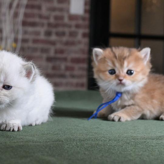 chaton British Shorthair black golden shaded Bilbo Chatterie Le Domaine de Phyr black golden shaded