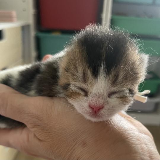 Biscotte Du Domaine de Phyr Mâle British Shorthair