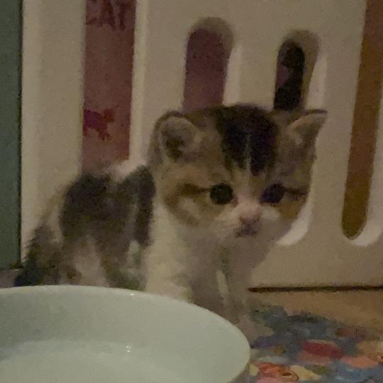 chaton British Shorthair black golden bicolor Biscotte Chatterie Le Domaine de Phyr black golden bicolor