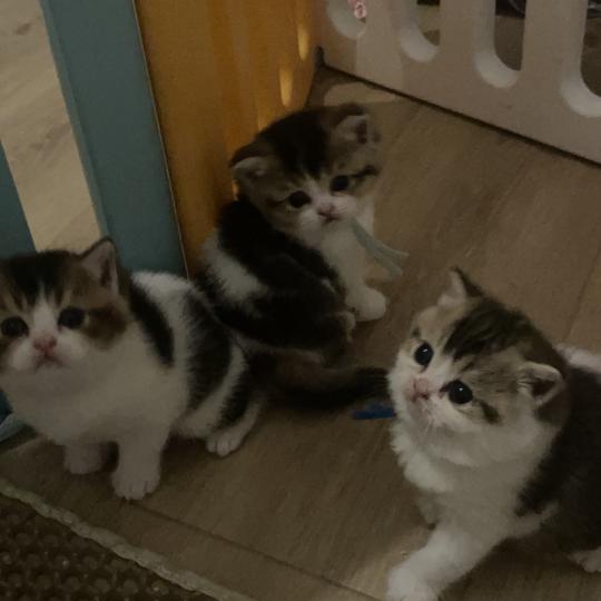 chaton British Shorthair black golden bicolor Biscotte Chatterie Le Domaine de Phyr black golden bicolor