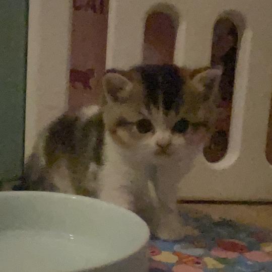 chaton British Shorthair black golden bicolor Biscotte Chatterie Le Domaine de Phyr black golden bicolor