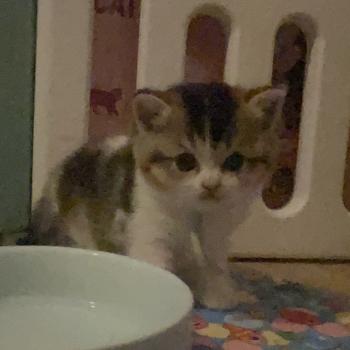 Biscotte Du Domaine de Phyr Mâle British Shorthair