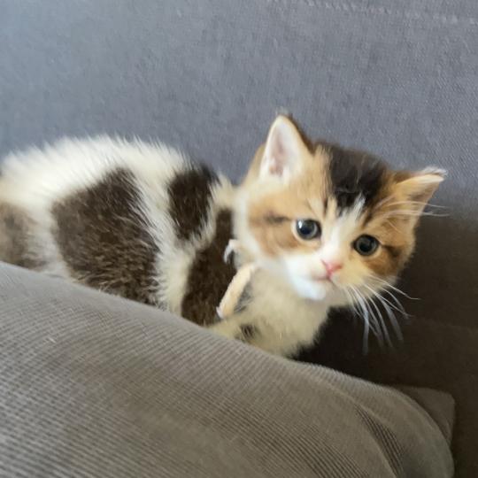 chaton British Shorthair black golden bicolor Biscotte Chatterie Le Domaine de Phyr black golden bicolor