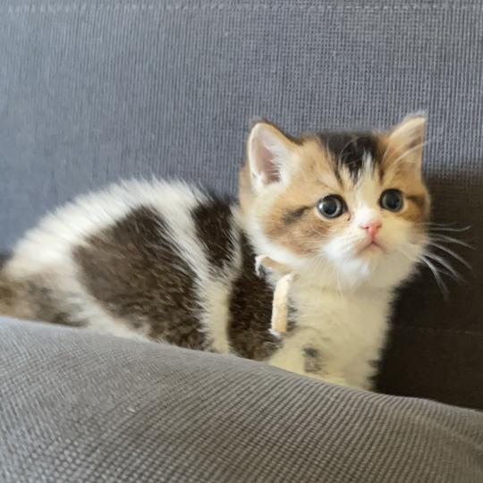 chaton British Shorthair black golden bicolor Biscotte Chatterie Le Domaine de Phyr black golden bicolor