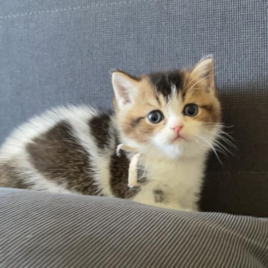 chaton British Shorthair black golden bicolor Biscotte Chatterie Le Domaine de Phyr black golden bicolor