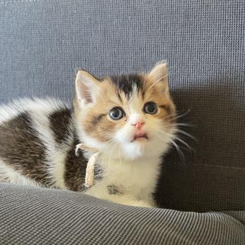 Biscotte Du Domaine de Phyr Mâle British Shorthair